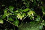 Xanthoceras Sorbifolia Exract 